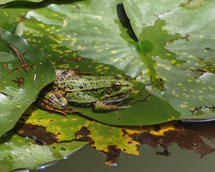 Pelophylax